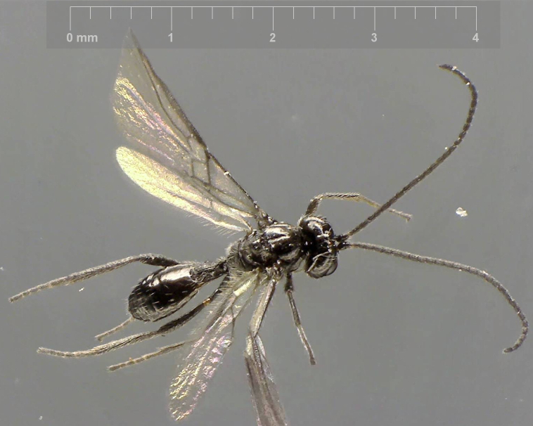 Braconidae 16